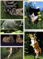 6 Cartes CHATS ET CHATONS (7403/9-7403/14-7403/15-7403/16-7403/21-7403/23) Editions Valloire - Production Leconte - Katzen