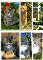 6 Cartes - Notre Ami Le Chat - (400/2 - 401/2 - 401/4 - 401/5 - 402/2 - 403/5) - Editions Dubray - Production Verlag - Katzen