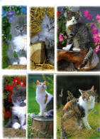 6 Cartes - Notre Ami Le Chat - (401/1 - 401/2 - 401/3 - 402/1 - 403/1 - 403/2) - Editions Dubray - Production Verlag - Katzen