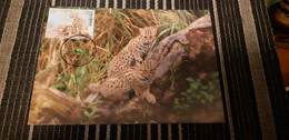 Taiwan Maximum Card: Special Specis, Fauna, Animal, Cat Leopard,  Prionailurus Bengalensis - Covers & Documents