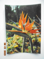 Delcampe - Tenerife. Flores De Esterlizias. GT (Global Traders) 65 - Tenerife