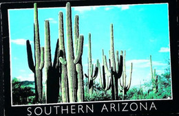 ►  Arizona   Cactus - Cactus