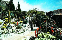 ►    Côte D'Azur  Cactus Jardin Exotique 1960 - Cactus