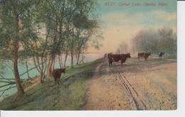 Carter Lake, Omaha Nebraska. USA.   Cows In The Dirt Road By The Lake. Vaches Dans Le Chemin De Terre Au Bord Du Lac 2 S - Omaha