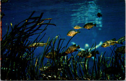 Florida Silver Springs View Of Fish And Vegetation Seen From Photo-Sub Boat - Silver Springs