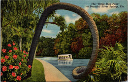 Florida Silver Springs The "Horse Shoe Palm" Curteich - Silver Springs