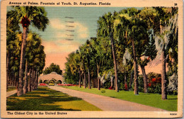 Florida St Augustine Fountain Of Youth Avenue Of Palms 1942 - St Augustine