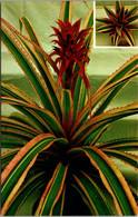 Florida Boynton Beach Albert's And Merkel Brothers Orchids And Tropical Plants Florida Sunset Pineapple - Key West & The Keys