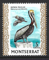 MONTSERRAT. N°235 De 1970. Pélican. - Pelicans