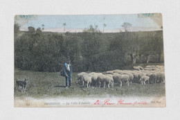 CPA Ormesson Sur Marne - Berger Et Ses Moutons. "le Père Plume Patte" Colorisée Voyagée 1905 - Ormesson Sur Marne