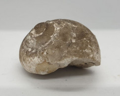 Escargot  Fossilisé.  Ammonite Fossilisée. Ammonoidea - Fossilien