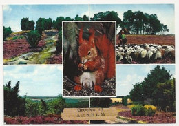 NL.- GROETEN UIT ARNHEM. EEHOORN. SCHAPEN. - Souvenir De...