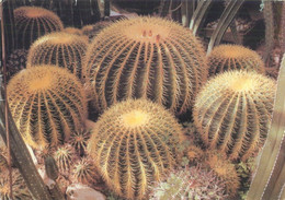 Postcard Echinocactus Grusortji 1990 - Sukkulenten