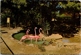 Mississippi Jackson Zoological Park Flamingo Pool And Birds - Jackson