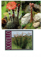 Lot 3 Cpm - OCOTILLO - Fleur Cactus - Joubarde Des Toits - Echinocereus TECTORUM - Cactus