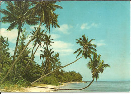 Mauritius (Ile Maurice) Les Palmiers De Point Aux Sables, The Palm-trees Of Point Aux Sables - Maurice