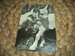 Titten,goat,Ziege  Alte Postkarte Old Postcard TSCHECHOSLOWAKIA Pressfoto - Taureaux