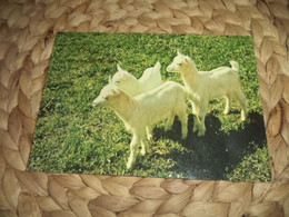 Titten,goat,Ziege  Alte Postkarte Old Postcard - Taureaux
