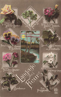 Fleur * Langage Des Fleurs * Flowers * Carte Photo - Andere & Zonder Classificatie