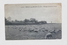 CPA Epinay-sous-Sénart - Moutons Sur Pâturage Au Bord De L'Yerres Voyagée 1908 - Epinay Sous Senart