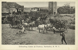 Barbados, B.W.I., Unloading Canes At Sugar Factory (1930s) Postcard - Barbades