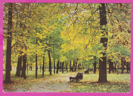 286912 / Estonia  - Tallinn - Kadriorg Park Trees Alley Bench Autumn PC  Estland Estonie - Estonie