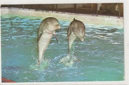 ANIMAUX 681 : Dolphins At Brighton Aquarium Sussex - Dauphins