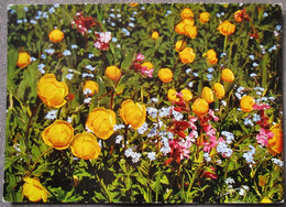 SWITZERLAND SWISS SCHWEIZ HELVETIA ALPINE FLOWERS POSTCARD ANSICHTSKARTE PHOTO CARD CARTE POSTALE CP PC - Other & Unclassified