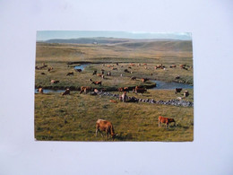 MONTS D'AUBRAC  -  48  -  Paturage Sur Les Monts D'Aubrac  -  Lozère - Aumont Aubrac