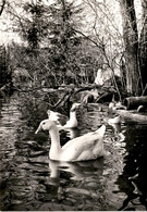 Tierpark Zur Silberweide - Mönchaltorf A/Greifensee ZH - Greifensee