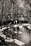 "Chilenische Flamingos" - Tierpark Zur Silberweide - Mönchaltorf A/Greifensee ZH - Greifensee