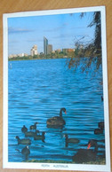 ZA407.30   Australia  - Postcard  - PERTH  1991  Black Swans And Coots -  Lake Monger - Perth