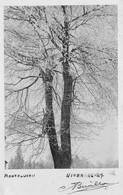 MONTFAUCON-en-VELAY (Haute-Loire) - Hiver 1946-47 - Arbre Sous La Neige - Carte-Photo - Montfaucon En Velay