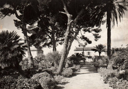 Salins D'hyères - Villas Villa Dans Les Pins Palmiers Et Jardins - Sonstige & Ohne Zuordnung