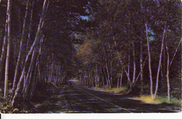1947337Shelburne Birches, White Mountains - White Mountains
