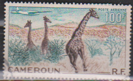 CAMEROUN - Girafe (Giraffa Camelopardalis) - Jirafas