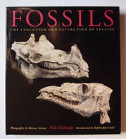 Fossils The Evolution And Extinction Of Species - Paleontology