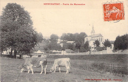 CPA - France - 88 - NEUFCHATEAU - Prairie Des Marronniers - Maison Des Magasins Réunis - Vaches - Neufchateau