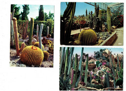 Lot 3 Cpm - MONACO - Jardin Exotique - EZE - SANARY BANDOL - Zoo - Cactus - Cactusses