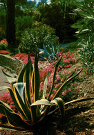 AU SOLEIL DE LA COTE D'AZUR JARDIN FLEURI - Cactus