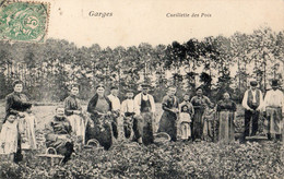 GARGES-LES-GONESSES CUEILLETTE DES POIS - Garges Les Gonesses