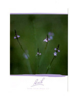 LES FLEURS DE BACH - VERVEINE - Carte Postale N° 31 EDITIONS CO-CREATIVES - Plantes Médicinales