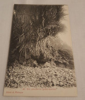 ANTIQUE POSTCARD SÃO TOME E PRINCIPE - UM PANDANUS ( PEAU ESTEIRA) UNUSED - Sao Tome Et Principe