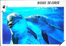 ►   Dauphin     Bisous De Corse - Dauphins