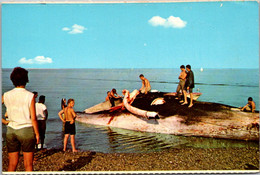 Massachusetts Cape Cod National Seashore "Cutting In" A Stranded Whale - Cape Cod