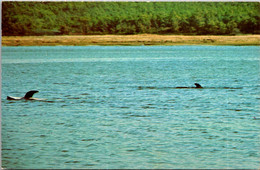 Massachusetts Cape Cod National Seashore Group Of Stranded Dolphins - Cape Cod