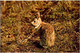 Massachusetts Cape Cod National Seashore Cottontail Rabbit - Cape Cod