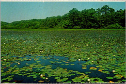 Massachusetts Cape Cod National Seashore Woodland Lake - Cape Cod