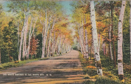 White Birches In The White Mountains, New Hampshire - White Mountains