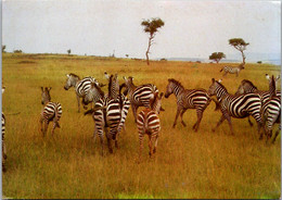 Zebra Herd Kenya - Zebras